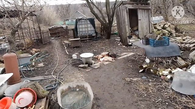 Петухи не пускают жену в курятник, пришлось им объяснить кто хозяин. С наступающим друзья смотреть онлайн