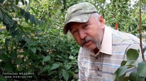 Как завести шмелей на участке или шмели, их домики и голубика