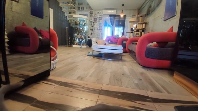 Йорк и Алабай первое знакомство! смотреть онлайн