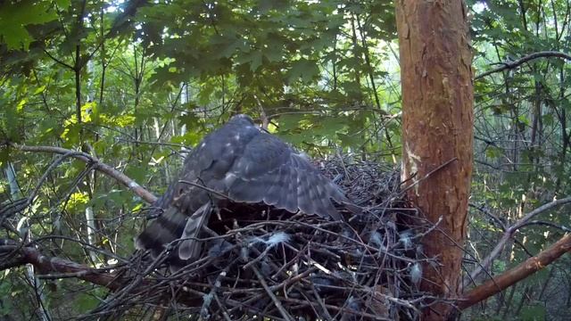 Взрослый птенец ястреба-перепелятника прилетел в гнездо за едой ( Accipiter nisus ) смотреть онлайн