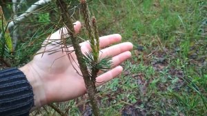 Прививка сосны горной Pinus mugo на сосну обыкновенную уход за прививками хвойных