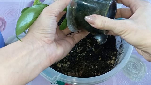 Группа ВК?ФИЛОДЕНДРОН Маска вариегатная?MAGIC MASK?Срочная пересадка?Болтается на тонкой шейке?Грун смотреть онлайн