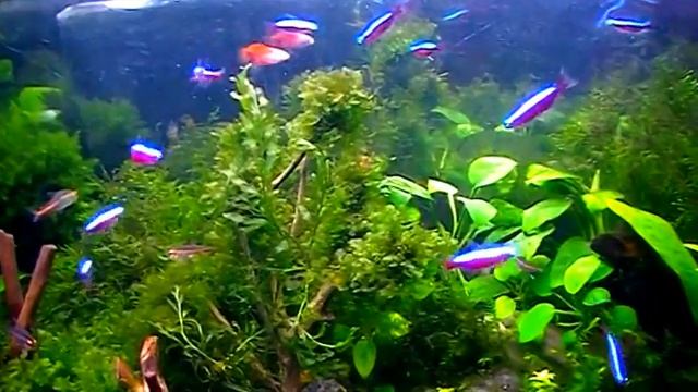 #Aquarium. Стайка красных неонов. смотреть онлайн