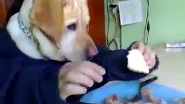 Собачий ужин (прикол с собакой) смотреть онлайн