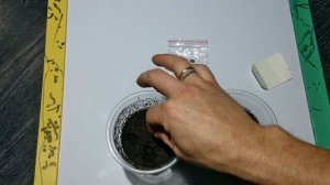 Магнолия грандифлора выращиваем в России