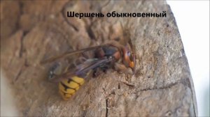 Интересные факты о шершнях