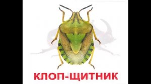 Карточки Домана Насекомые часть 2