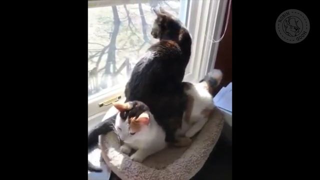ПРИКОЛЫ 2017 с животными. Смешные Коты, Собаки, Попугаи // Funny Dogs Cats Compilation. Апрель №89 смотреть онлайн