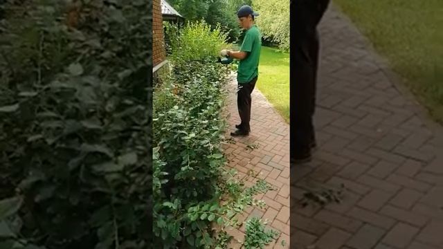 стрижка кизильника 2 смотреть онлайн