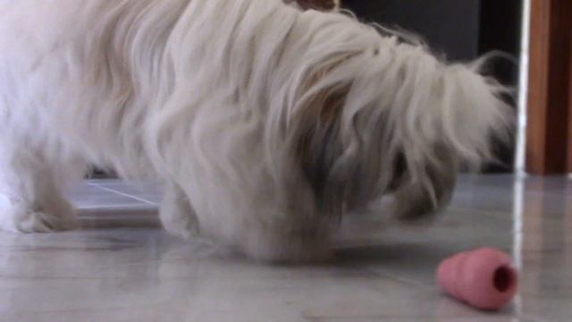 Уникальная игрушка (Конг) | Щенок один дома