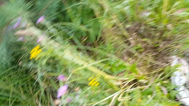 Выращивание грибов маслят на своём участке это реально смотреть онлайн