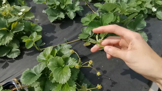 Укореняем усы клубники в стаканчики от маточного куста смотреть онлайн