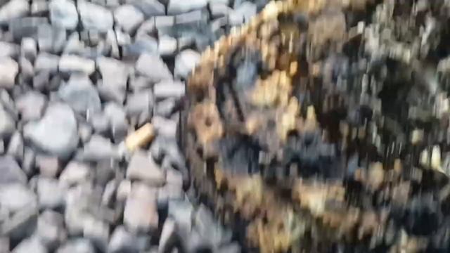 A Very Large Nest Of Wasps Очень большое гнездо ос