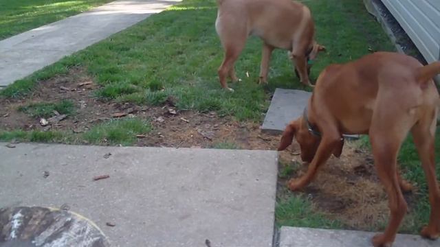 Vizsla, Weimaraner, mixed breed, playing смотреть онлайн