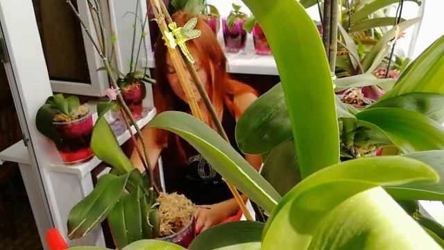 Полив и удобрение орхидей эксперимент с Этисо смотреть онлайн