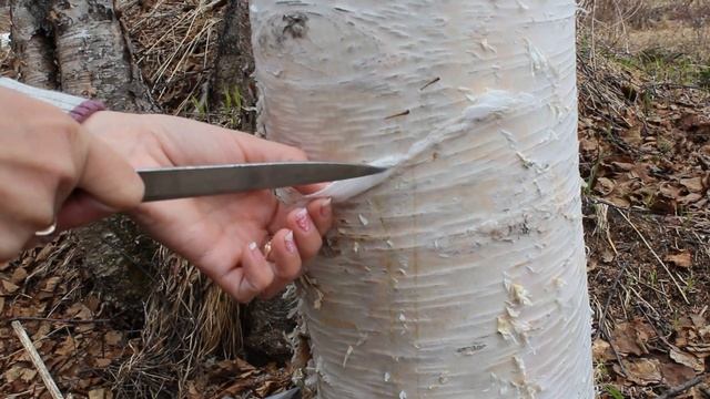 Грибные ковры: путь к волшебству