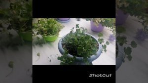 Мои кампанулы. Подготовка кампанул к зиме.