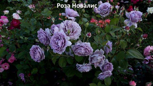 25 РОЗ из питомника Розы Вдохновения - что выросло! Цветение июль 2022 год! смотреть онлайн