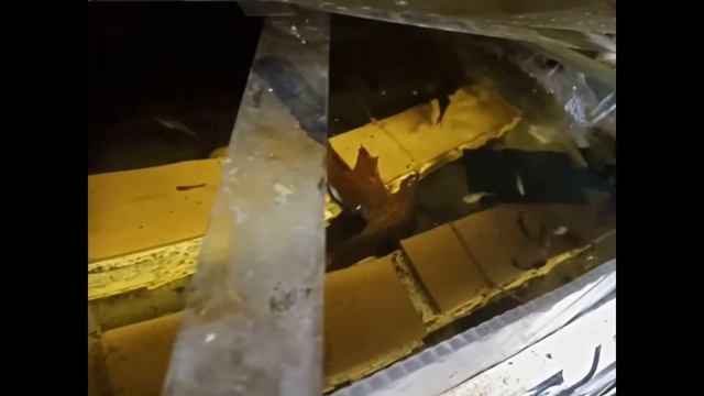 Сколько мальков дает самка рака. смотреть онлайн