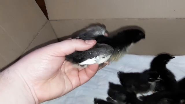 Цыплята обрели новый дом!/Московская черная порода кур смотреть онлайн