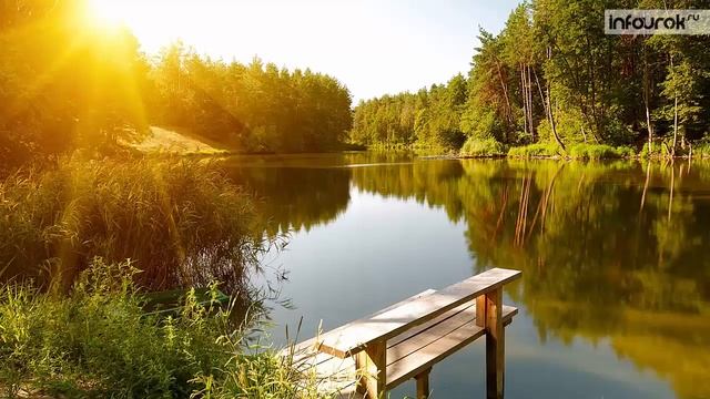 Природное сообщество – болото | Окружающий мир 3 класс #46 | Инфоурок смотреть онлайн