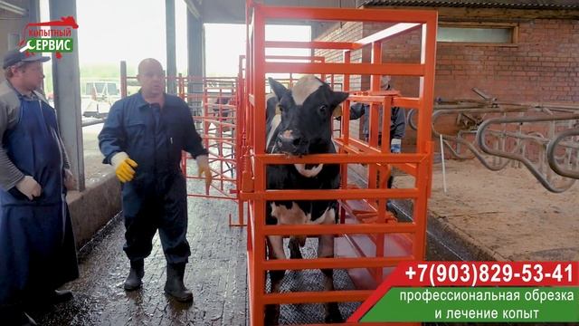 Бокс для массовых обработок КРС смотреть онлайн