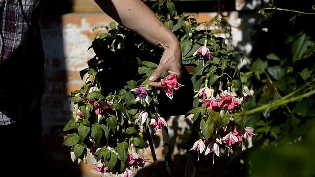 Фуксия Meerlenhof, видеопортрет