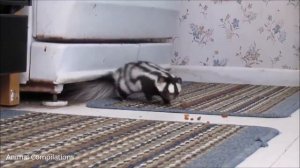 Звуки скунса / Как говорит скунс / Звук животных