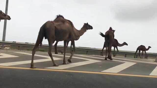 Camels | Amazing salalah | Oman смотреть онлайн