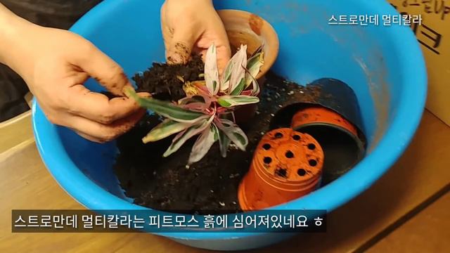 공기 정화 식물 8종 소개 ㅣ Air Purifying Plant