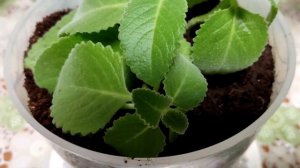 Всегда  на подоконнике домашняя мята ПЛЕКТРАНТУС.