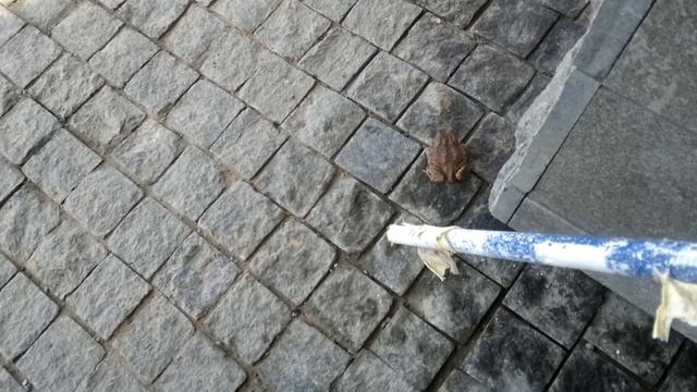 Жаба ...чуть не задушила... смотреть онлайн