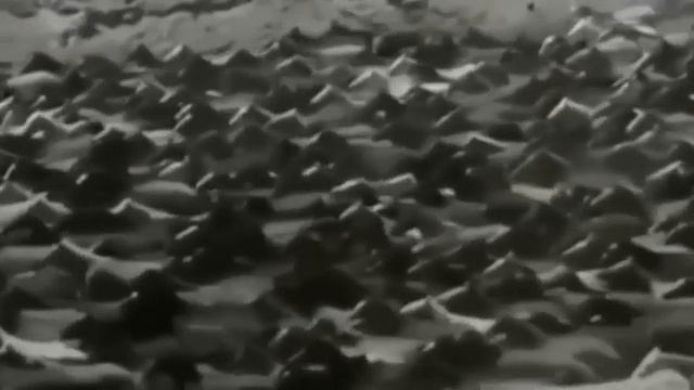 Карабахские скакуны. Азербайджан. смотреть онлайн