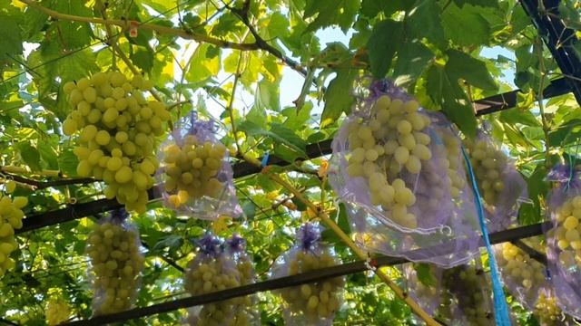 Ландыш и кишмиш Лучистый,на 24.08.23.обзор с участка в г. Бахчисарай смотреть онлайн