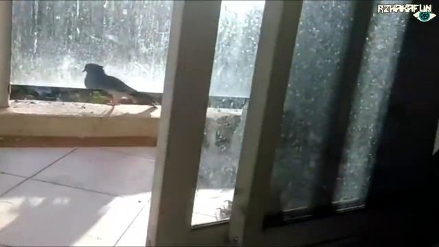 Попугай Отгоняет Голубя