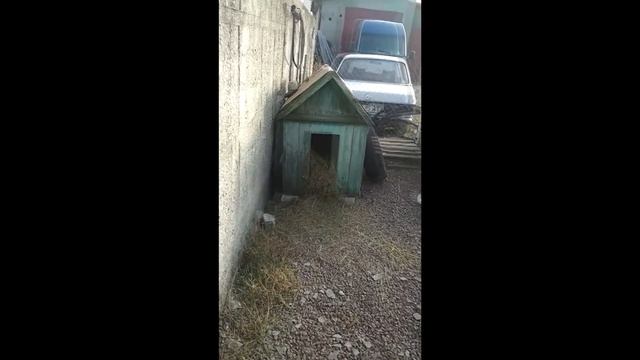 Теплая будка для собаки смотреть онлайн
