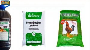 Чем подкормить огурцы / 4 этапа подкормки.