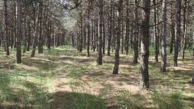 С дедом по грибы 12 июня 2021 г в Шестерню смотреть онлайн