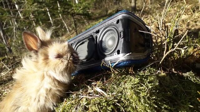 Sony Srs xb 31 bass test Perfect Focus 30%volmue смотреть онлайн