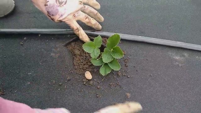 Высадка рассады клубники зкс смотреть онлайн