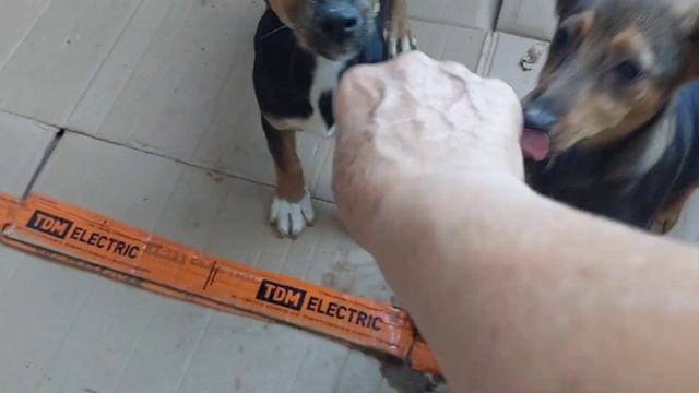 13 июня 2022 г.ЩЕНЯТА ИЩУТ ДОБРЫЕ РУЧКИ.@gevondyanseda смотреть онлайн