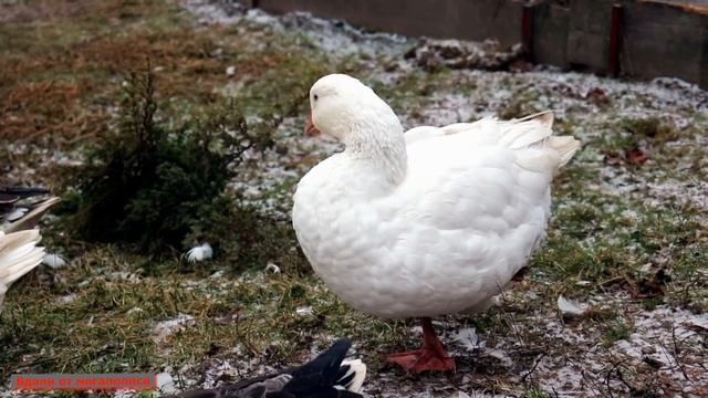 Гусиные яйца. О ПОЛЬЗЕ ГУСИНОГО ЯЙЦА. смотреть онлайн
