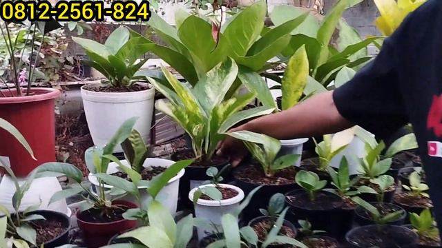 MAU PILIH ANTHURIUM JEMANI APA KUPING GAJAH,,,? смотреть онлайн