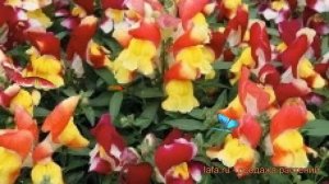 Львиный зев обыкновенный Микс ? львиный зев Микс обзор: как сажать семена львиного зева Микс