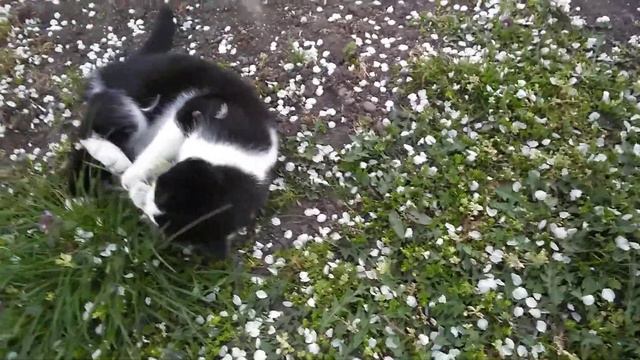 Не в коня корм😀 смотреть онлайн