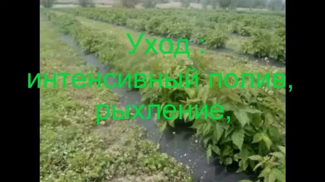 Малина. Ремонтантный сорт - Полка ( Polka). смотреть онлайн