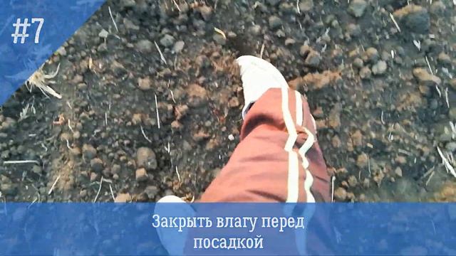 Факторы влияющие на урожайность чеснока. Часть 1я. смотреть онлайн