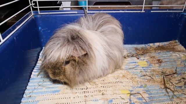 Как перевозить морскую свинку. Перевозка морской свинки в поезде, в машине