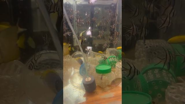 Апогон каудерна тюлевый, M Pterapogon kauderni смотреть онлайн