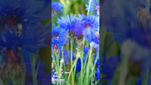 запись#64 от Розового Фламинго. ОЛЬГА УШАКОВА - «О МАТЕРЬ БОЖЬЯ».2023г. #культураступино #ктцступин смотреть онлайн